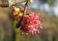 ELM (Olmo Inglese)